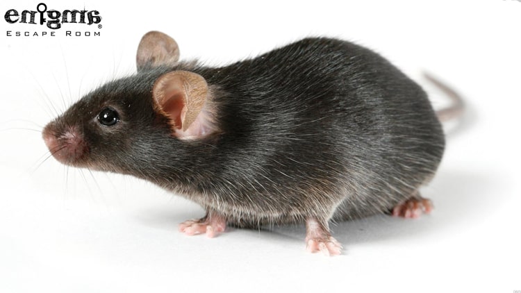 شکنجه با موش