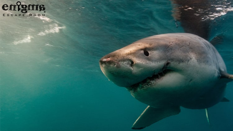 آرواره های مرگ