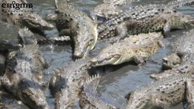 جزیره رامری