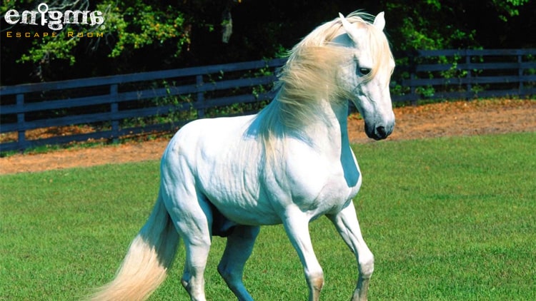 داستان ترسناک یال اسب سفید