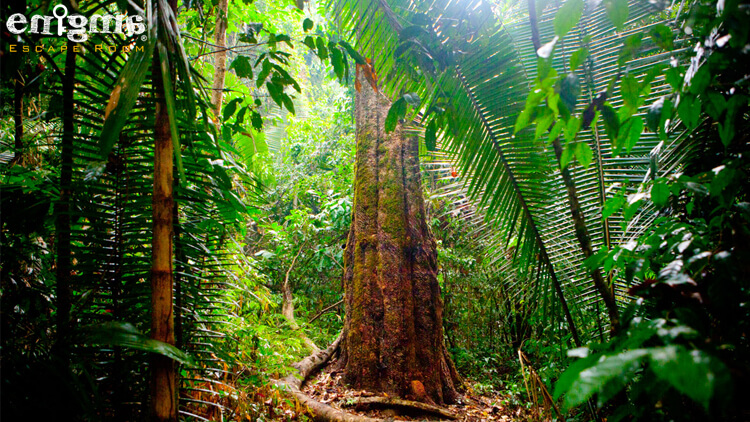 تنها در آمازون