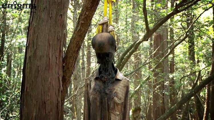جنگل Aokigahara